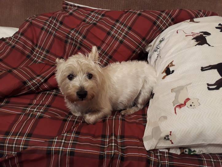 39930106_10156693947573179_5133364707683467264_o